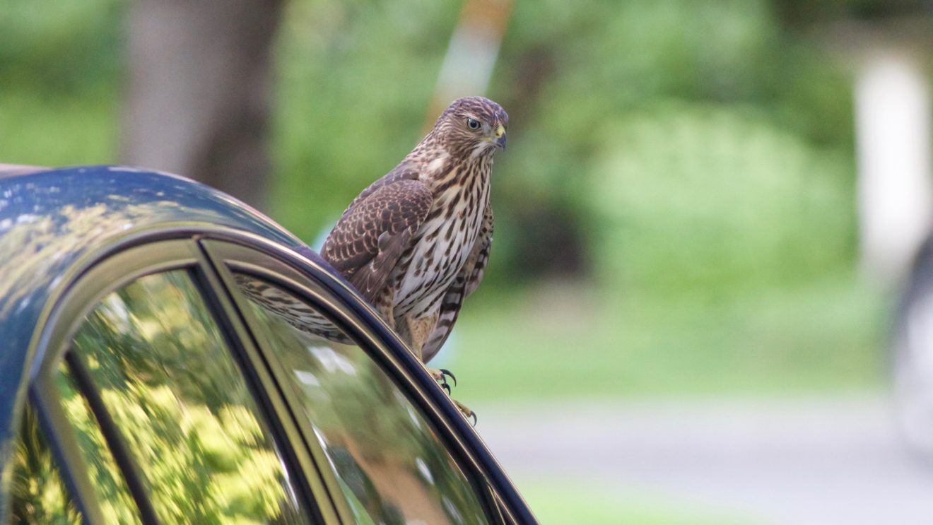 Cooper's Hawk