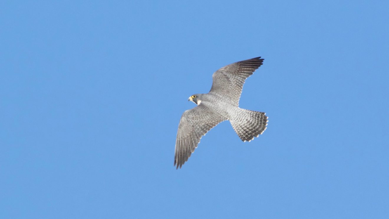 Peregrine Falcon