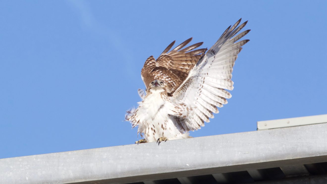 Red-tailed Hawk