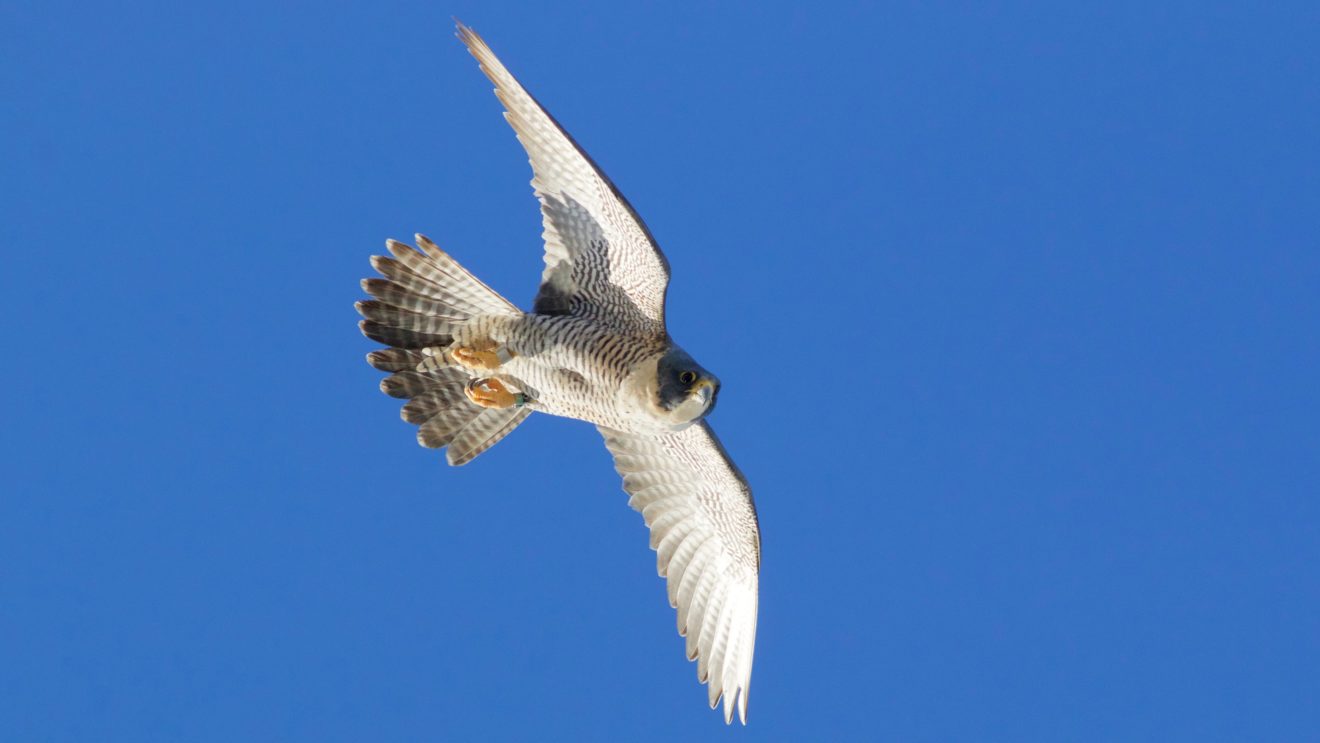 Peregrine Falcon