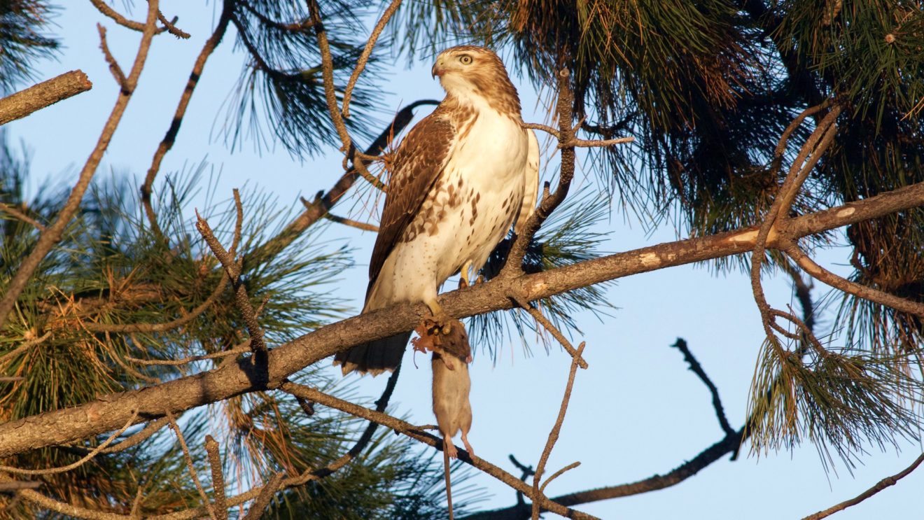 Red-tailed Hawk