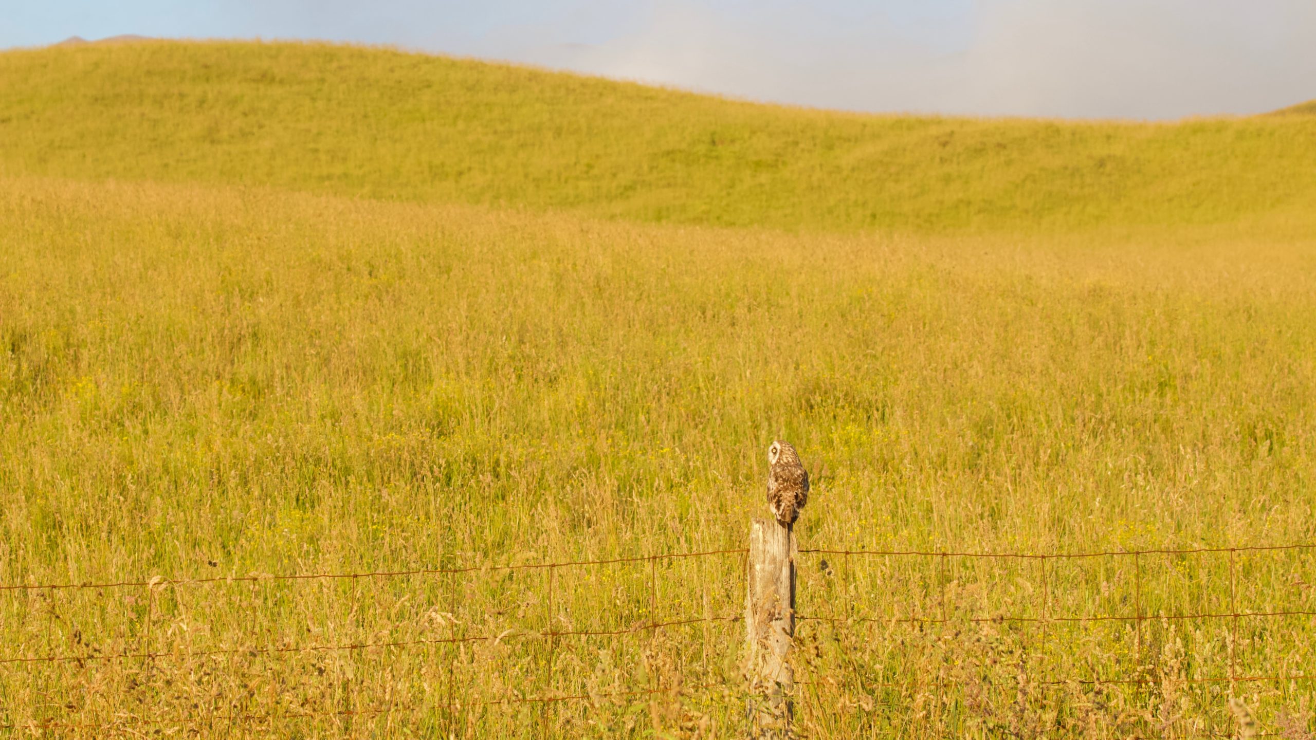 Short-eared Owl/Pueo