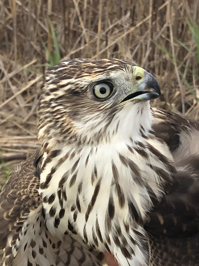 Cooper's Hawk