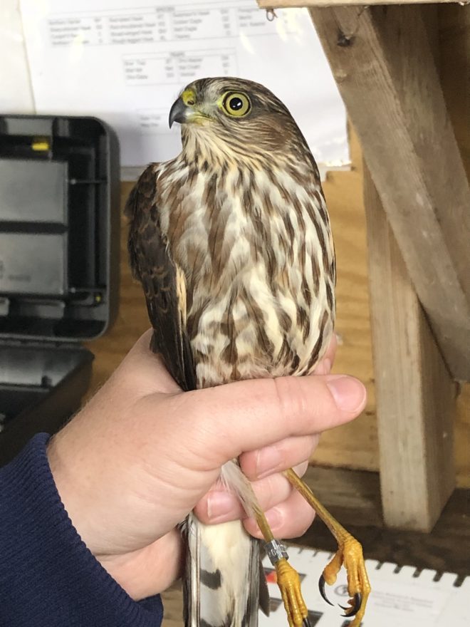 Sharp-shinned Hawk