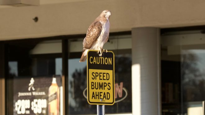 Red-tailed Hawk in Cambridge, MA