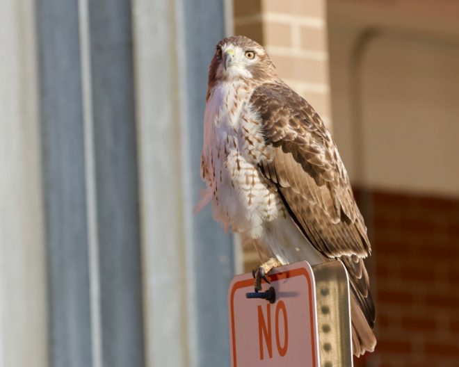Red-tailed Hawk in Cambridge, MA