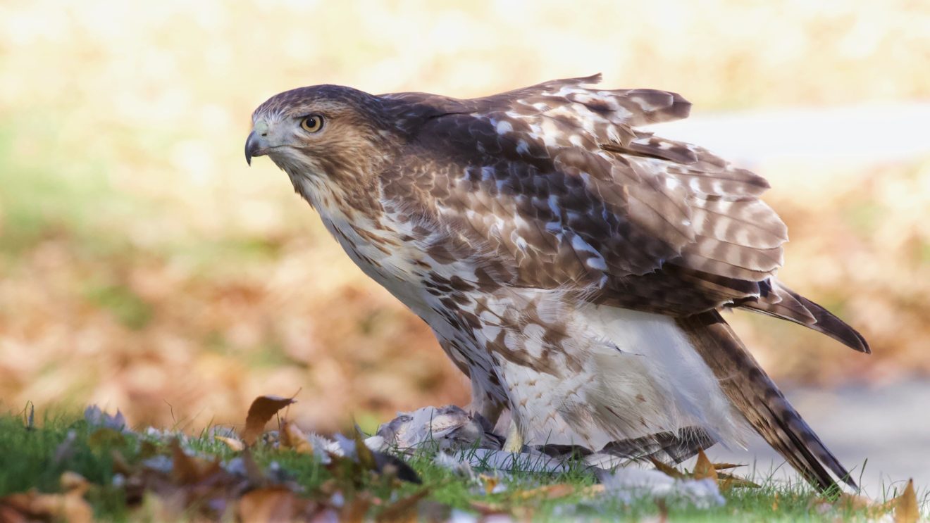 Red-tailed Hawk