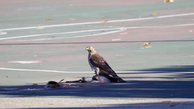 Cooper's Hawk in Cambridge, MA