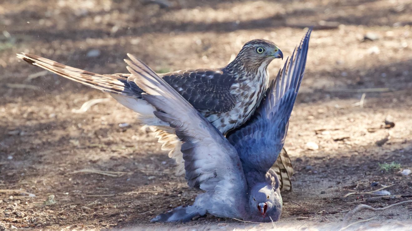 Cooper's Hawk in Cambridge, MA