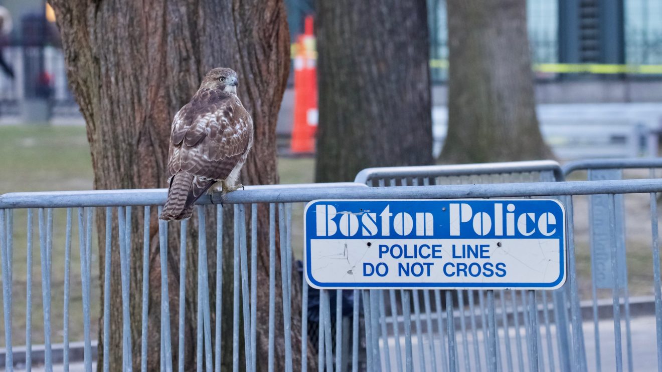 Red-tailed Hawk in Boston, MA