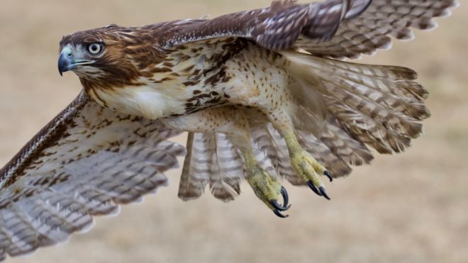 Red-tailed Hawk