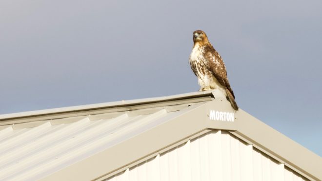 Red-tailed Hawk