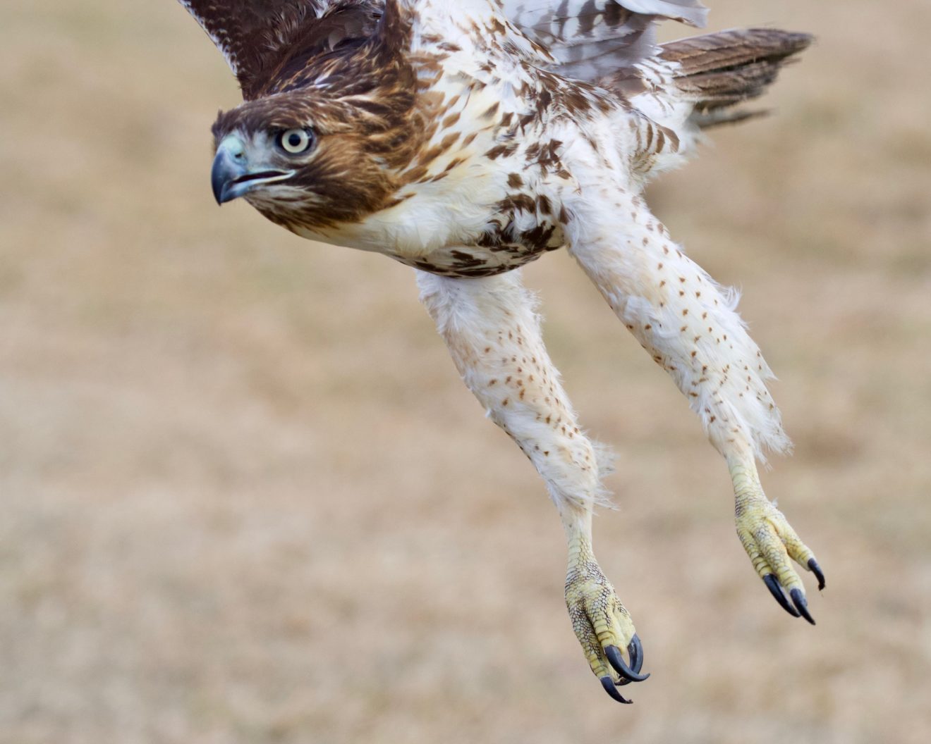 Red-tailed Hawk