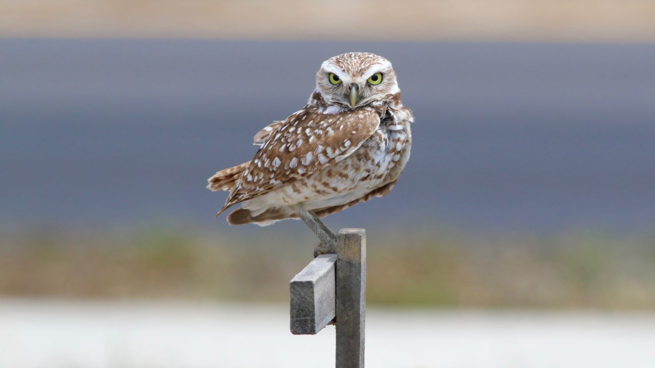 Burrowing Owl