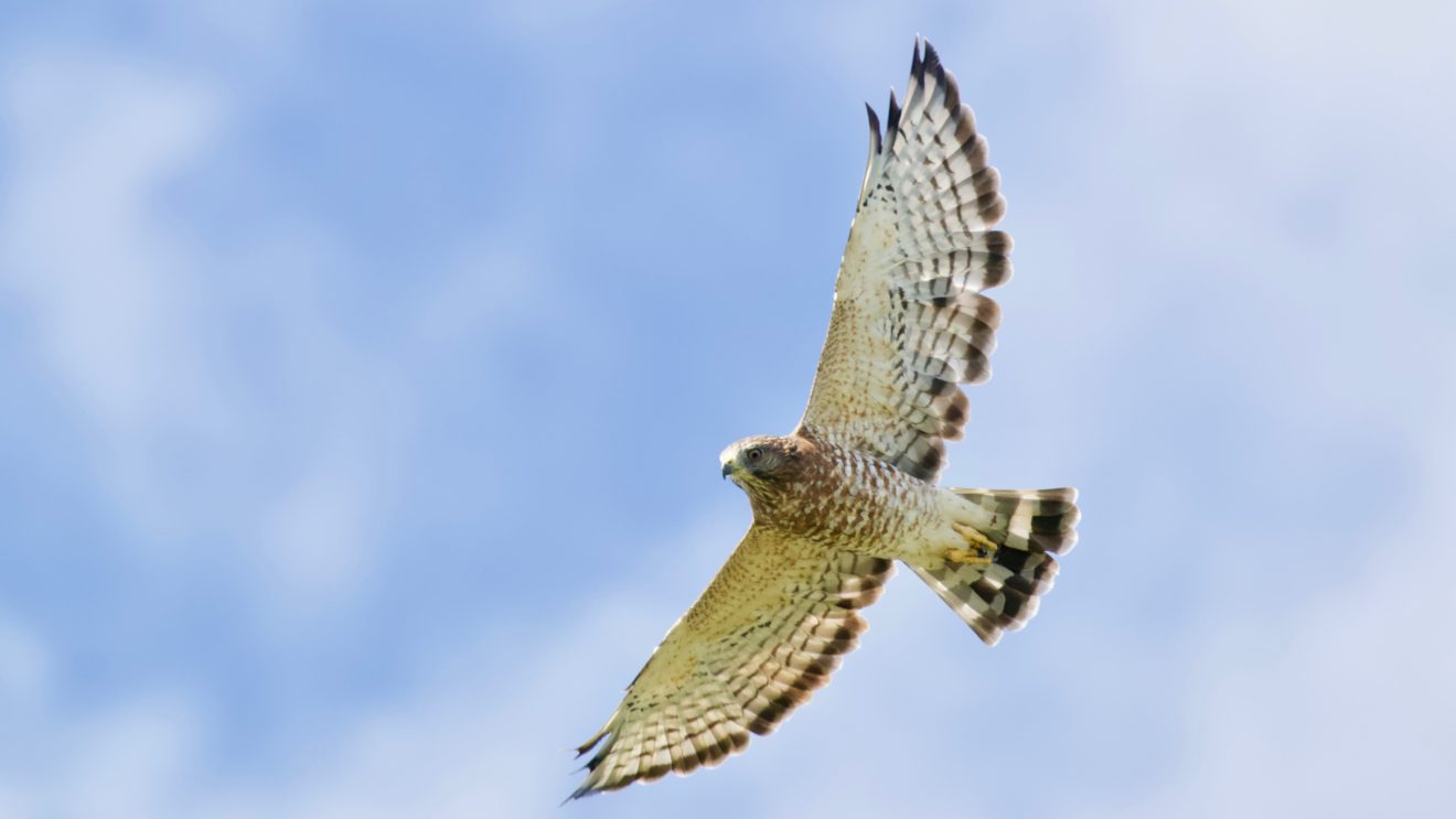 Broad-winged Hawk