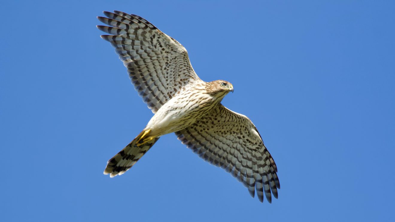 Cooper's Hawk