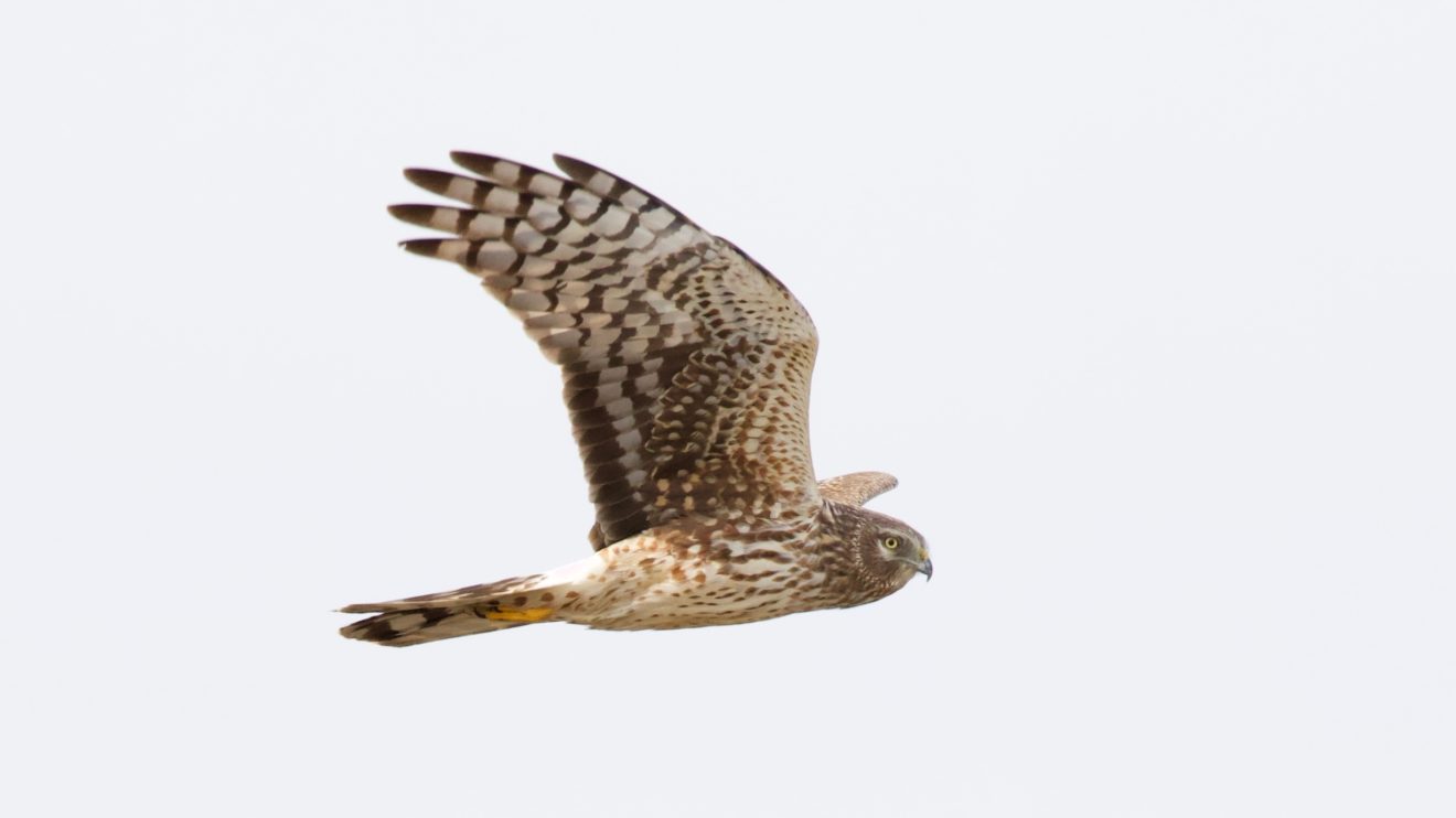 Northern Harrier