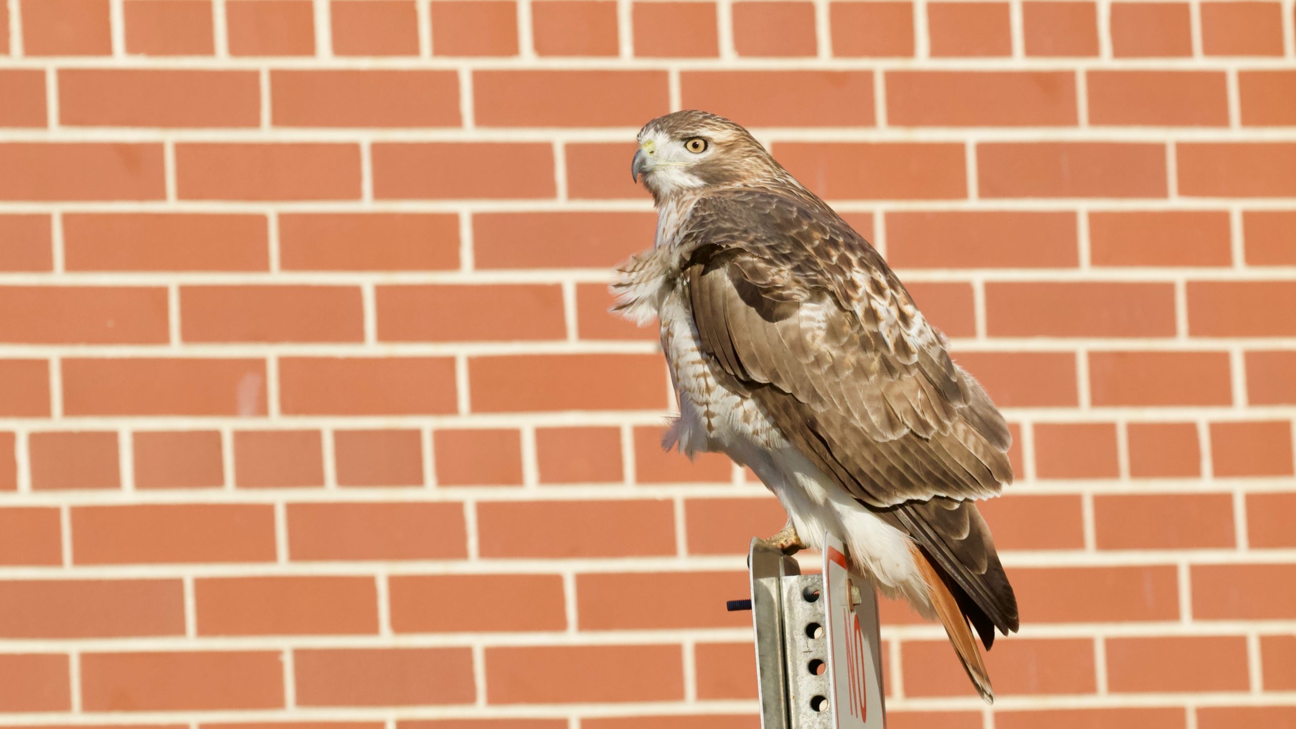 Red-tailed Hawk