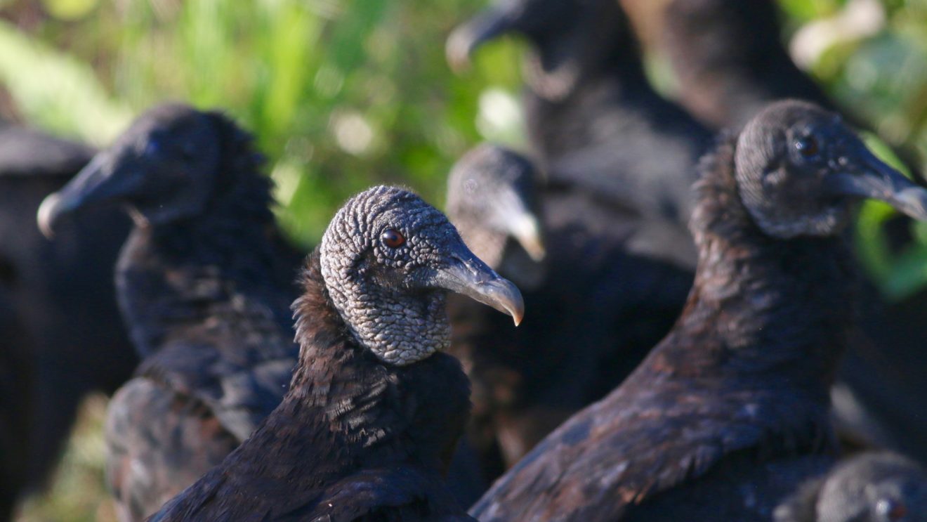 Black Vulture flock