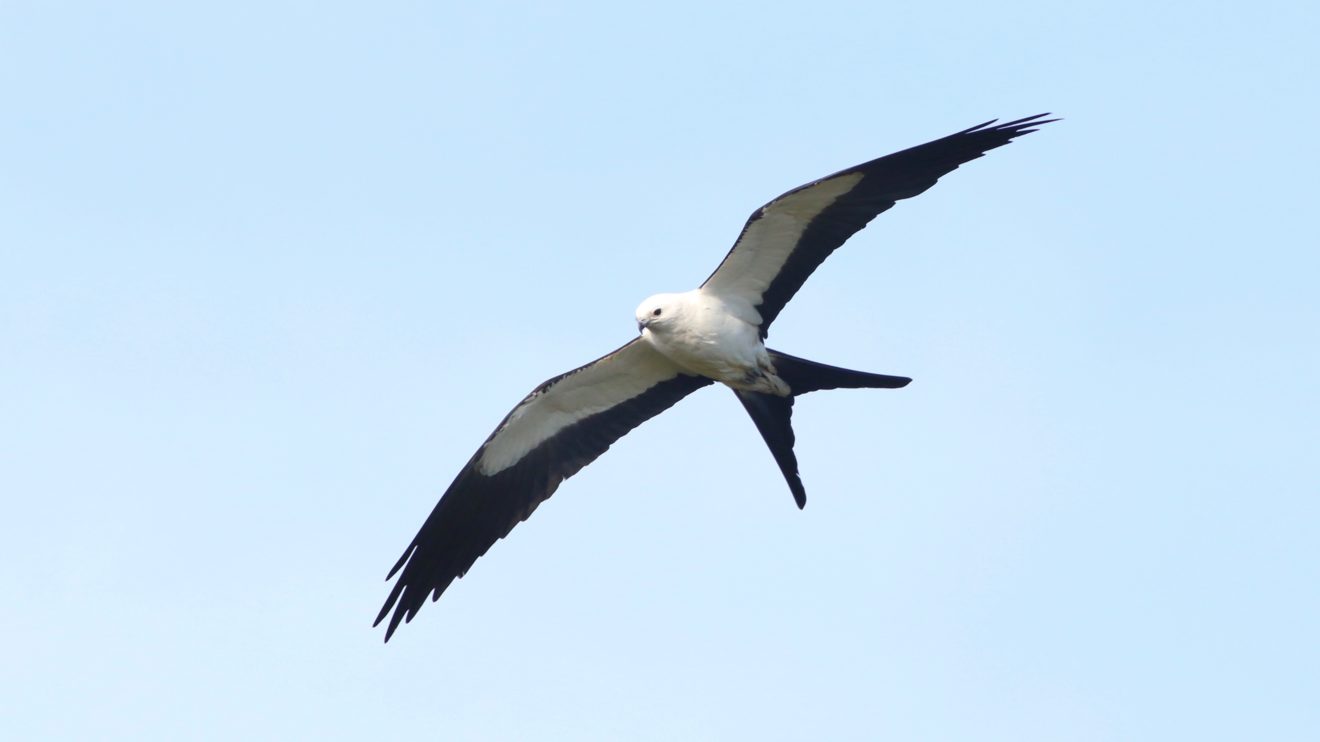 Swallow-tailed Kite