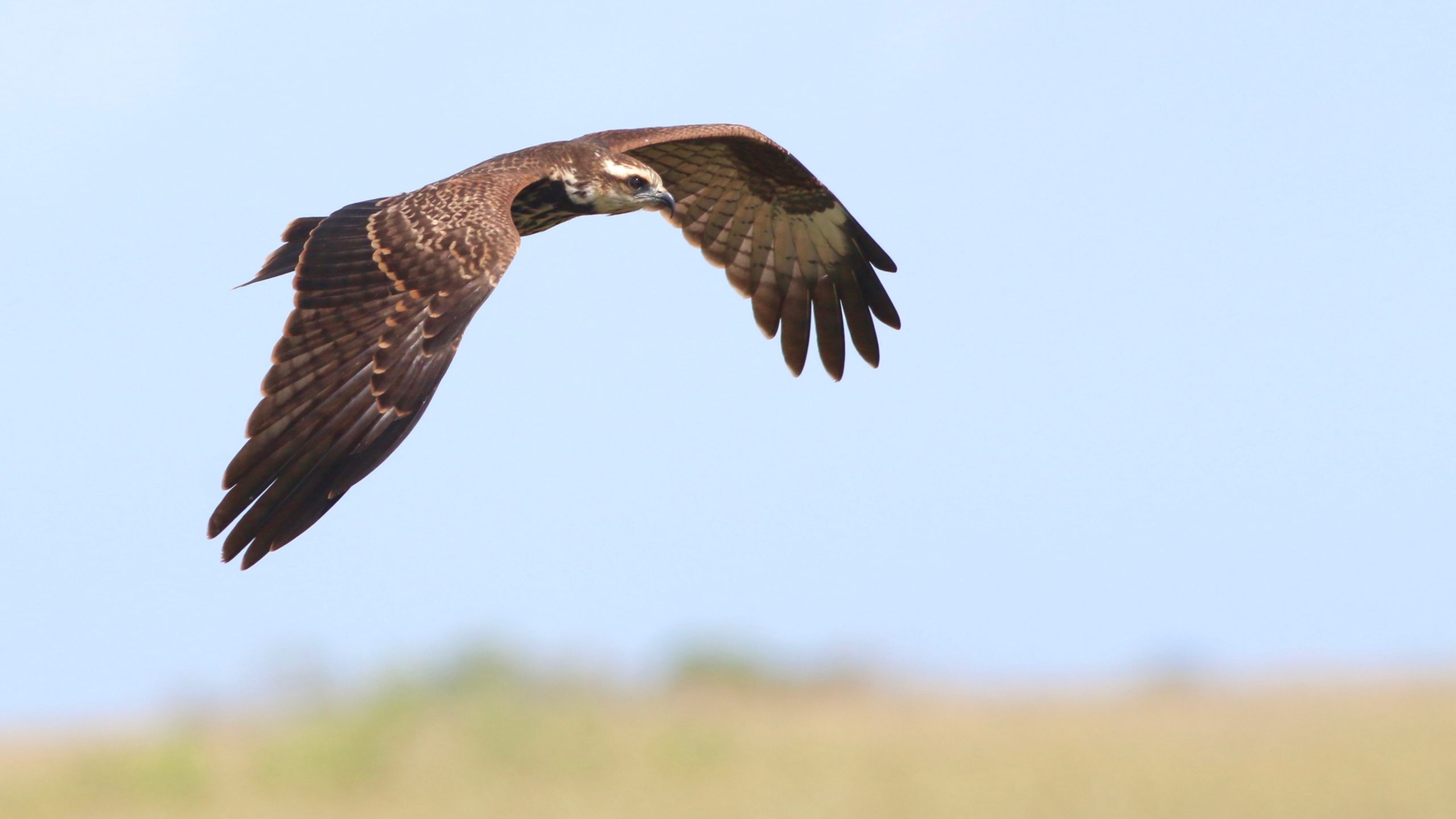 Snail Kite