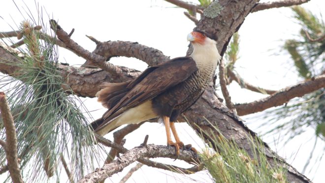 Crested Caracara