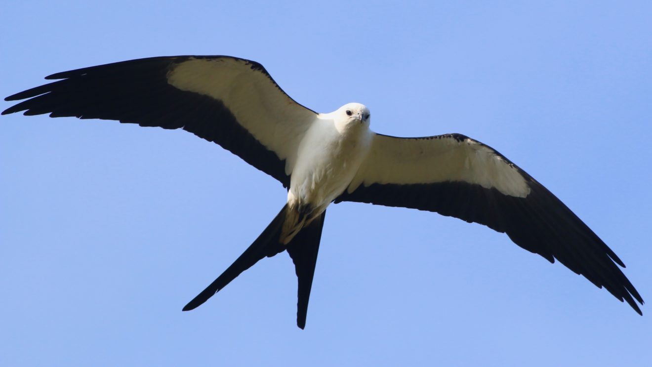 Swallow-tailed Kite