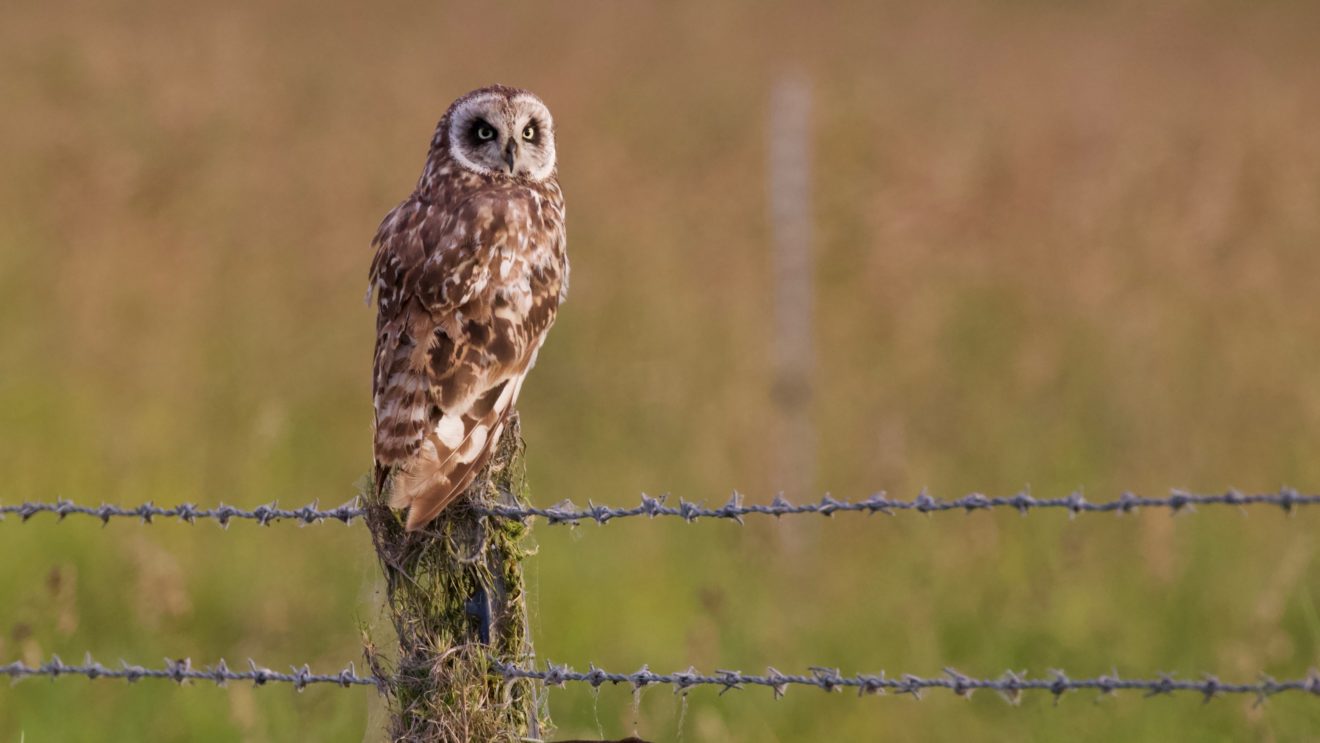 Short-eared Owl/Pueo