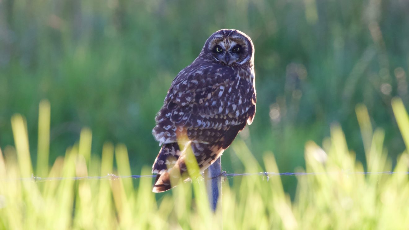 Short-eared Owl/Pueo