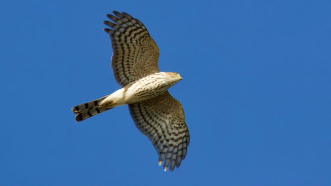 Sharp-shinned Hawk