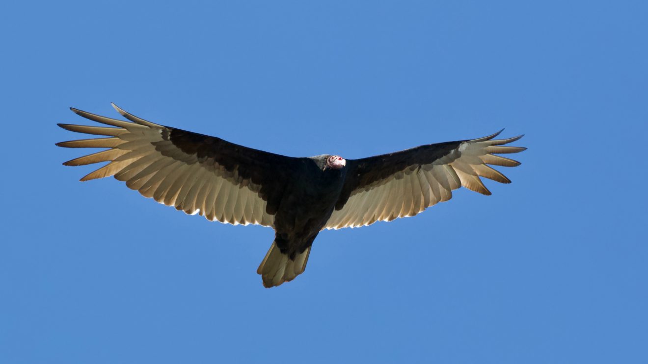 Turkey Vulture