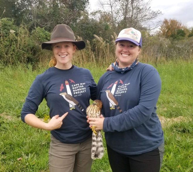 Cape May Raptor Banding Project