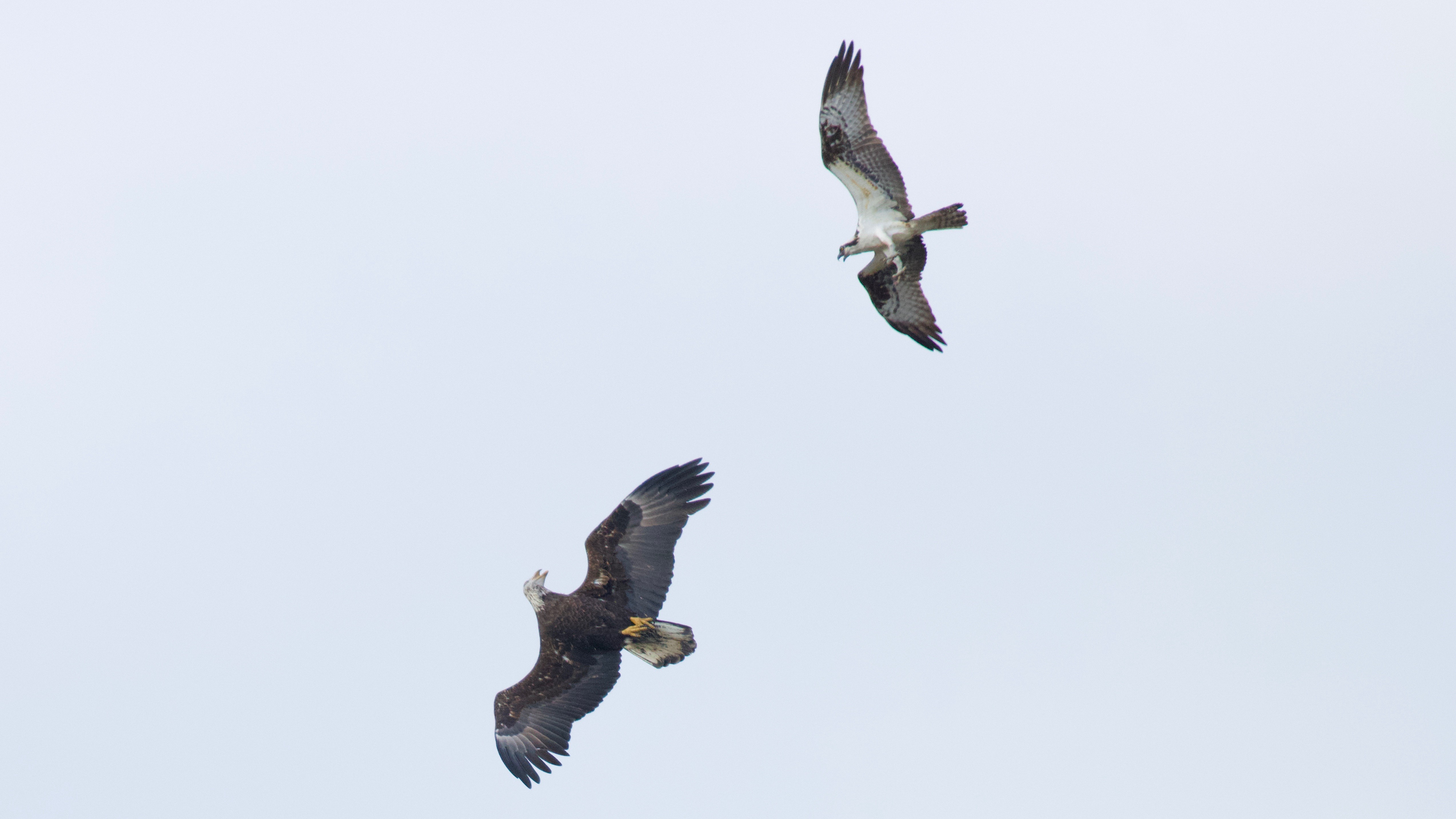 Bald Eagle and Osprey - Plum Island, MA