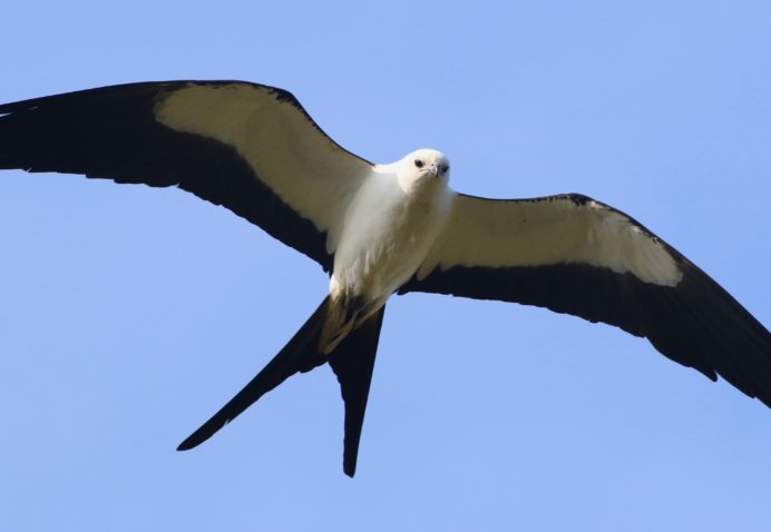 Swallow-tailed Kite