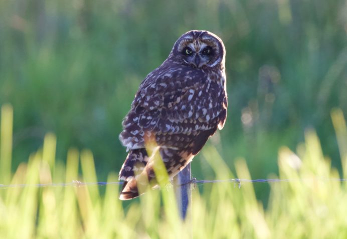 Short-eared Owl/Pueo