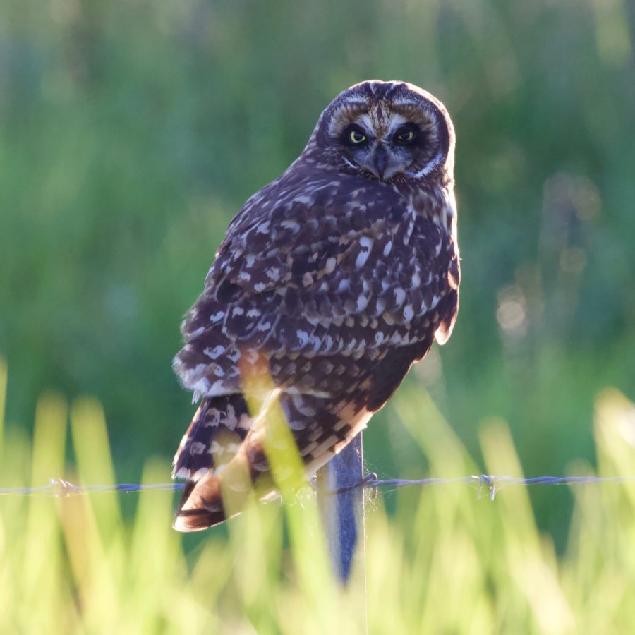 Short-eared Owl/Pueo